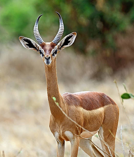 Linh dương Gerenuk có thể sống mà không cần uống nước trong suốt đời của chúng Linh dương Gerenuk có thể sống mà không cần uống nước trong suốt đời của chúng