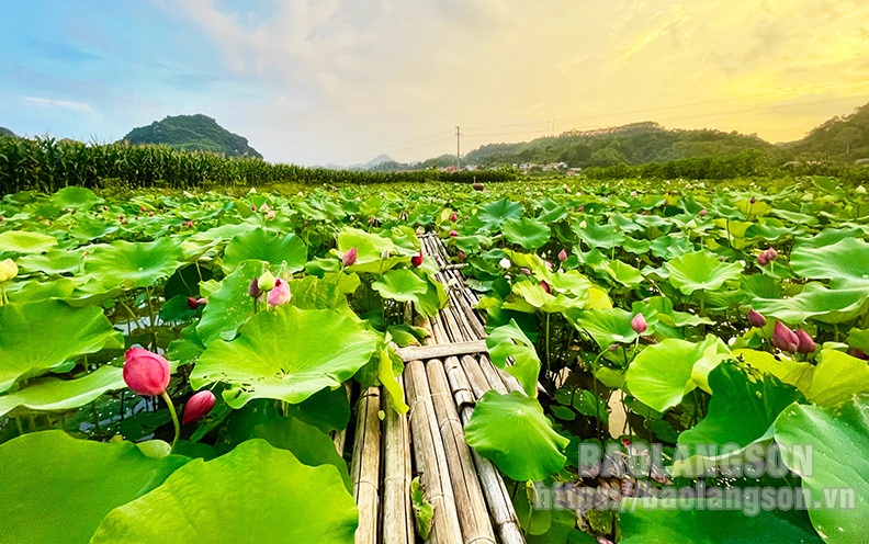 Rực rỡ sắc hoa giữa lòng thành phố Lạng Sơn