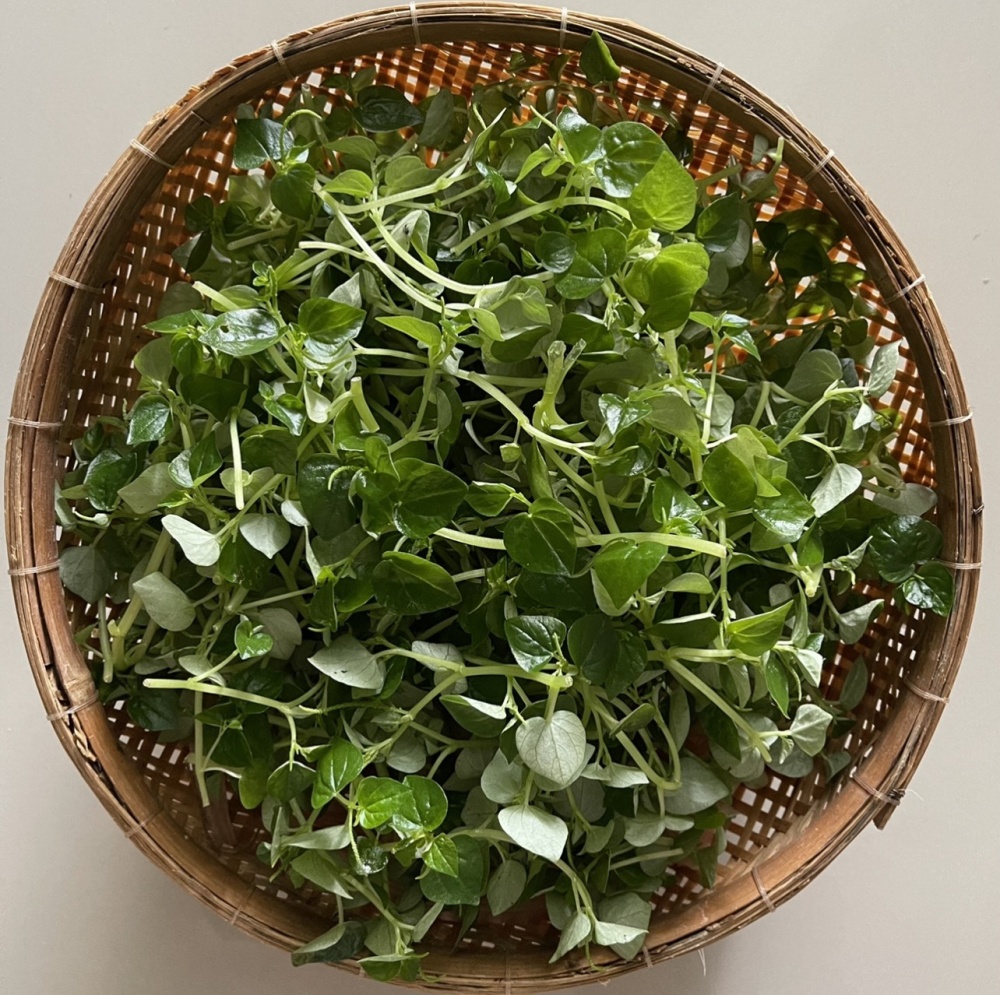 Rau càng cua - Món ngon miền Tây sông nước Rau càng cua - Món ngon miền Tây sông nước