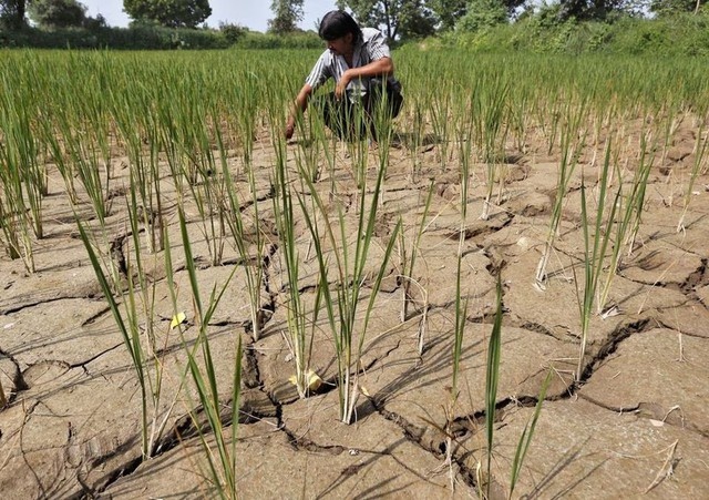 Hiện tượng El Nino đã xuất hiện: Hậu quả gì phía trước? Hiện tượng El Nino đã xuất hiện: Hậu quả gì phía trước?