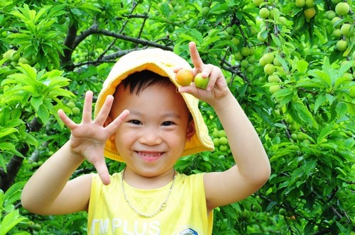 Du lịch Mộc Châu tháng 6, tháng 7 và những điều bạn cần biết