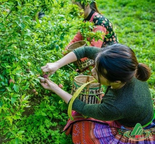 Du lịch Mộc Châu tháng 6, tháng 7 và những điều bạn cần biết