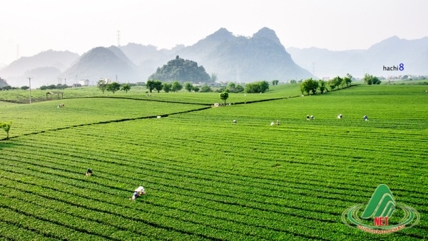 Du lịch Mộc Châu tháng 6, tháng 7 và những điều bạn cần biết