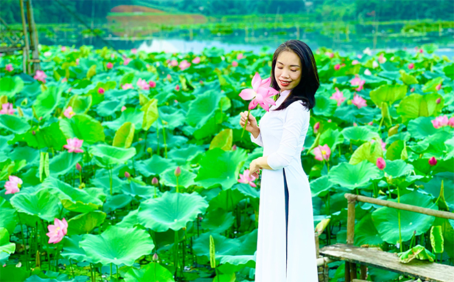 Mùa sen Vân Hội Mùa sen Vân Hội