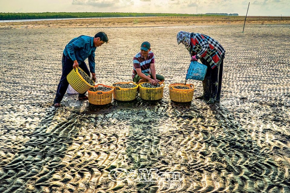 Trải nghiệm bãi nghêu