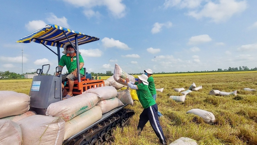Tin tức kinh tế ngày 25/6: Giá gạo xuất khẩu tiếp tục tăng Tin tức kinh tế ngày 25/6: Giá gạo xuất khẩu tiếp tục tăng
