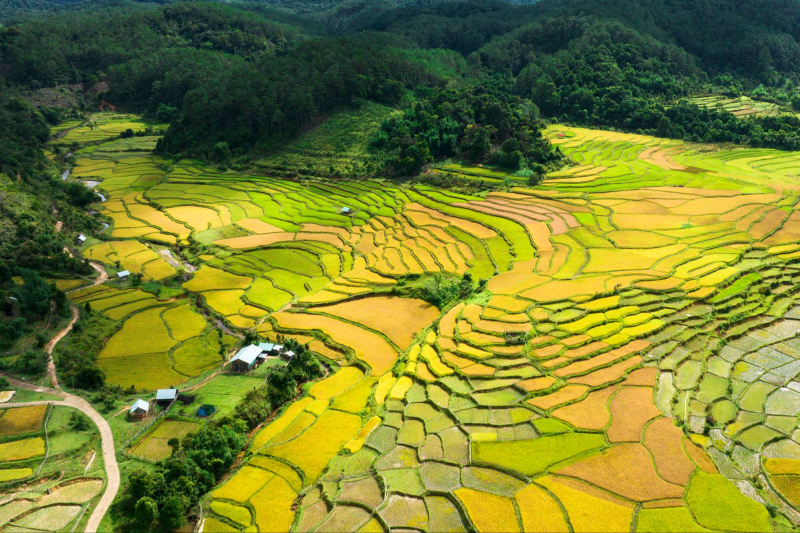 Mùa vàng ở Kon Plông, Kon Tum Mùa vàng ở Kon Plông, Kon Tum