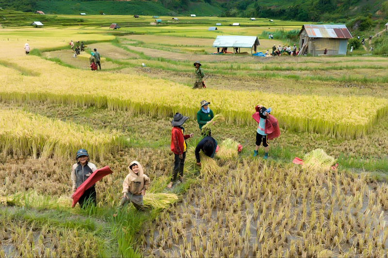 Mùa vàng ở Kon Plông, Kon Tum Mùa vàng ở Kon Plông, Kon Tum