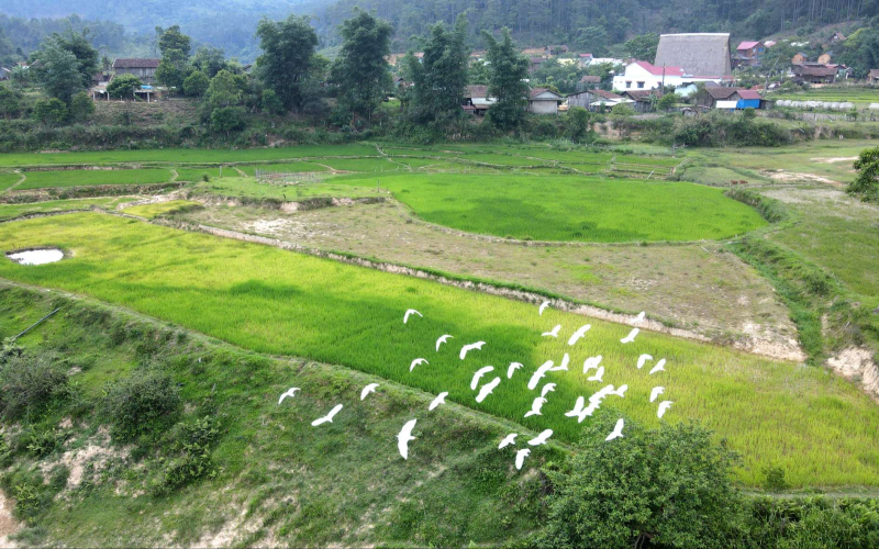 Vẻ đẹp làng du lịch cộng đồng Kon Pring, Kon Tum Vẻ đẹp làng du lịch cộng đồng Kon Pring, Kon Tum