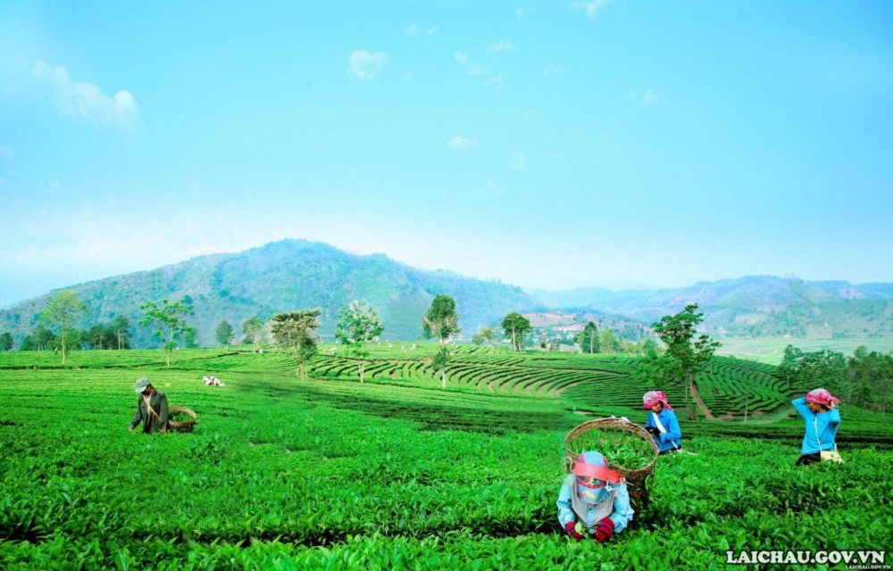 Đồi chè Tân Uyên - Điểm đến hấp dẫn
