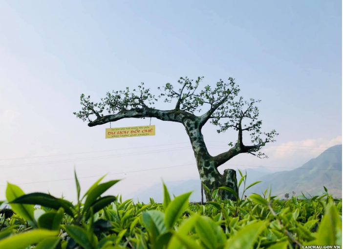 Đồi chè Tân Uyên - Điểm đến hấp dẫn