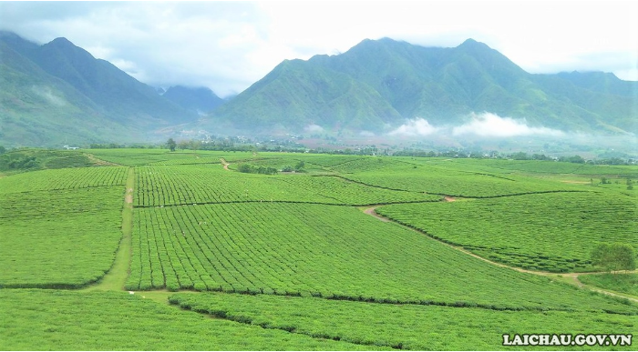 Đồi chè Tân Uyên - Điểm đến hấp dẫn