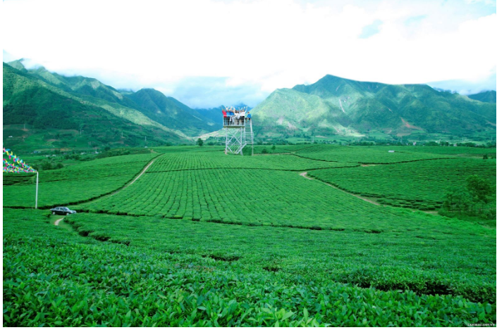 Đồi chè Tân Uyên - Điểm đến hấp dẫn