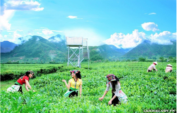 Đồi chè Tân Uyên - Điểm đến hấp dẫn