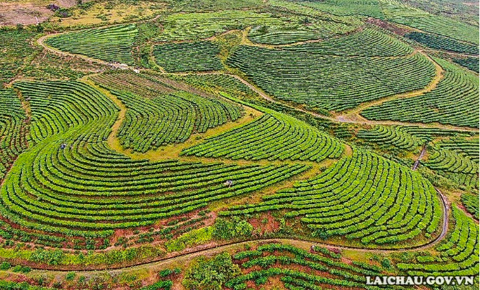 Đồi chè Tân Uyên - Điểm đến hấp dẫn
