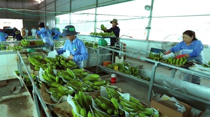 Tin tức kinh tế ngày 22/7: Xuất khẩu rau quả đi Trung Quốc bị cảnh báo Tin tức kinh tế ngày 22/7: Xuất khẩu rau quả đi Trung Quốc bị cảnh báo