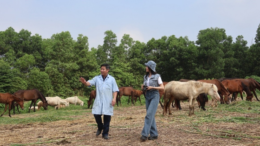 Đến Thái Nguyên trải nghiệm cưỡi ngựa trên thảo nguyên xanh Đến Thái Nguyên trải nghiệm cưỡi ngựa trên thảo nguyên xanh