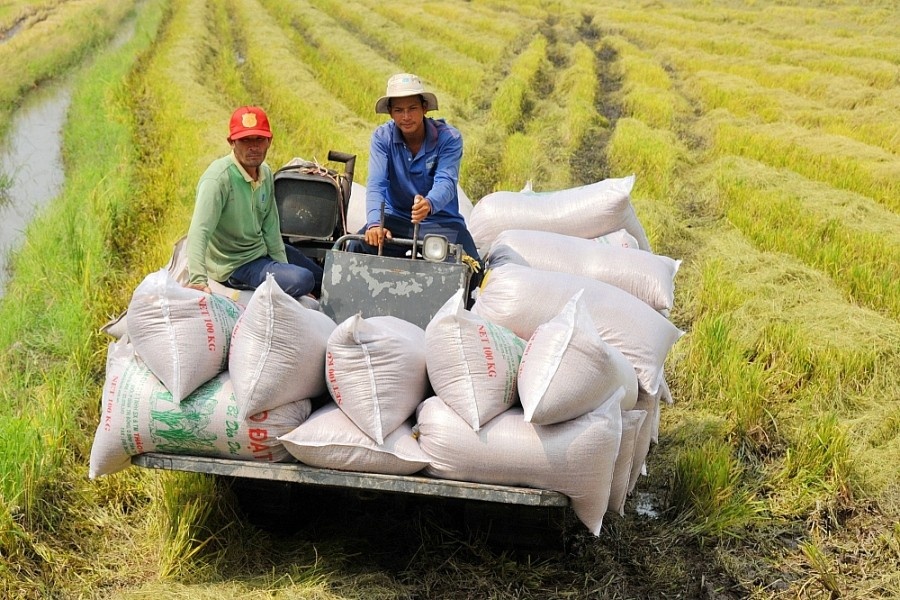 Tin tức kinh tế ngày 19/8: Giá gạo Việt Nam đang cao nhất thế giới Tin tức kinh tế ngày 19/8: Giá gạo Việt Nam đang cao nhất thế giới