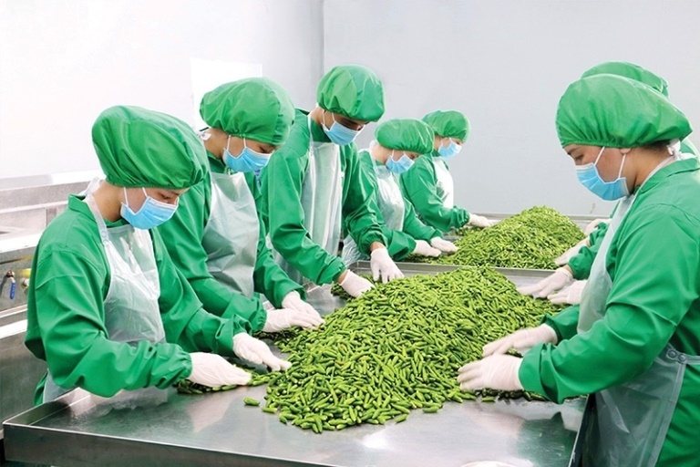 Tin tức kinh tế ngày 20/8: Xuất khẩu rau quả dự báo sẽ lập kỳ tích mới trong năm 2023