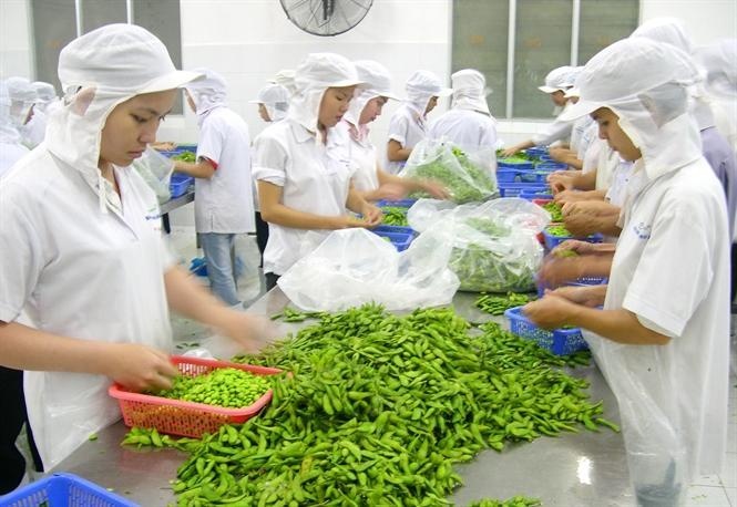 Tin tức kinh tế ngày 26/8: Xuất khẩu rau quả 8 tháng đạt kỷ lục Tin tức kinh tế ngày 26/8: Xuất khẩu rau quả 8 tháng đạt kỷ lục