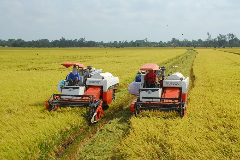 Nông sản được giá, doanh nghiệp phân bón nỗ lực đảm bảo nguồn cung chất lượng Nông sản được giá, doanh nghiệp phân bón nỗ lực đảm bảo nguồn cung chất lượng