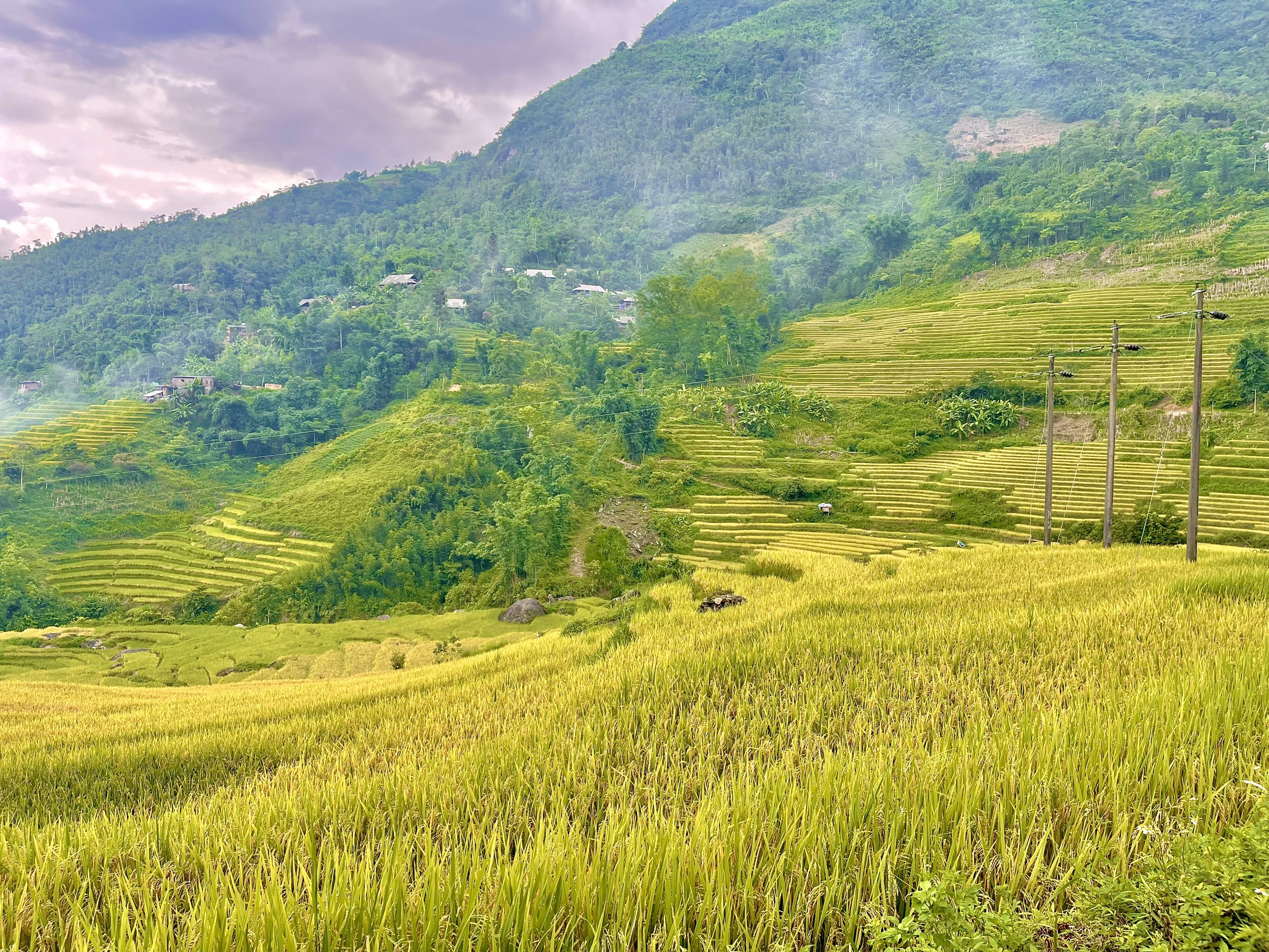 Sa Pa mùa lúa chín - Vẻ đẹp bình yên thiên nhiên ban tặng Sa Pa mùa lúa chín - Vẻ đẹp bình yên thiên nhiên ban tặng