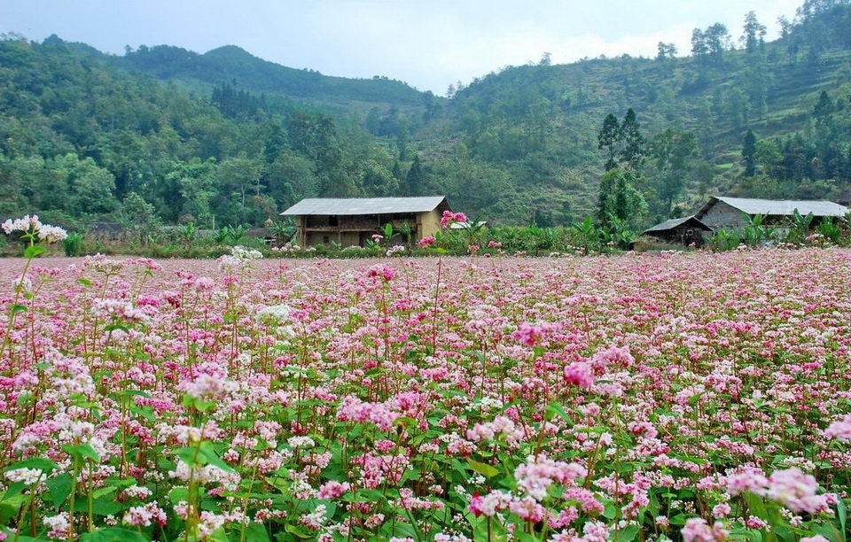 Lên kế hoạch khám phá Hà Giang mùa thu