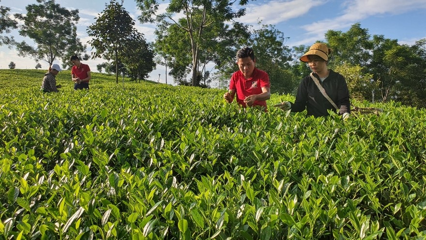 Phát triển nông sản sạch, nông sản đạt tiêu chuân OCOP: Nguồn lực 