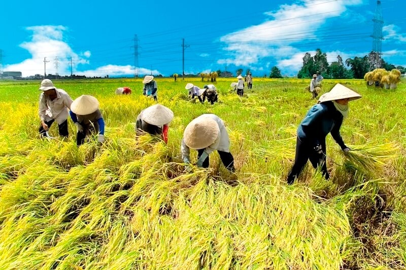 Tin tức kinh tế ngày 29/9: Dự báo nông nghiệp về đích ngoạn mục Tin tức kinh tế ngày 29/9: Dự báo nông nghiệp về đích ngoạn mục