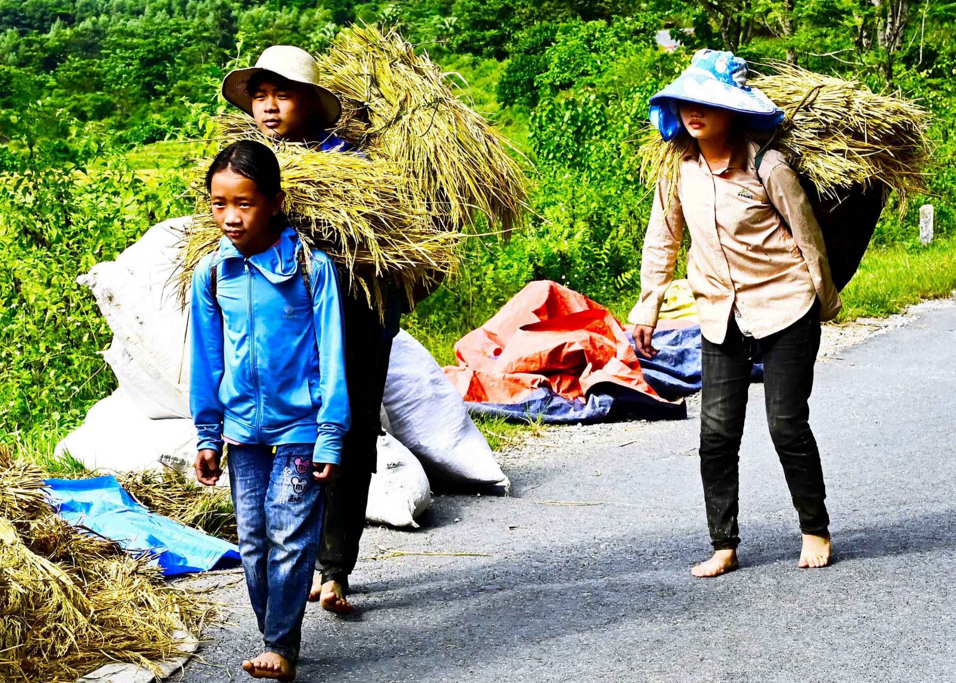 Rực vàng những ruộng bậc thang mùa lúa chín