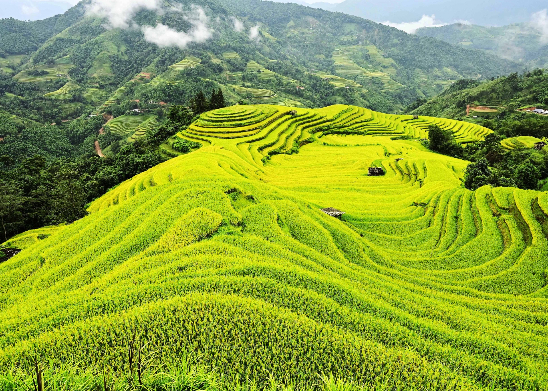 Rực vàng những ruộng bậc thang mùa lúa chín