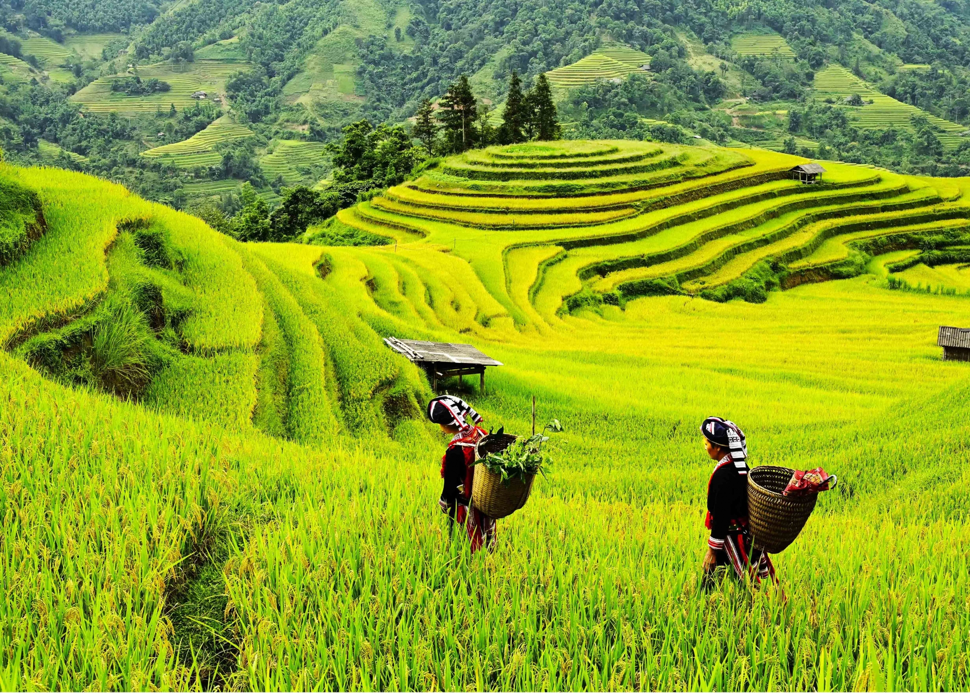 Rực vàng những ruộng bậc thang mùa lúa chín