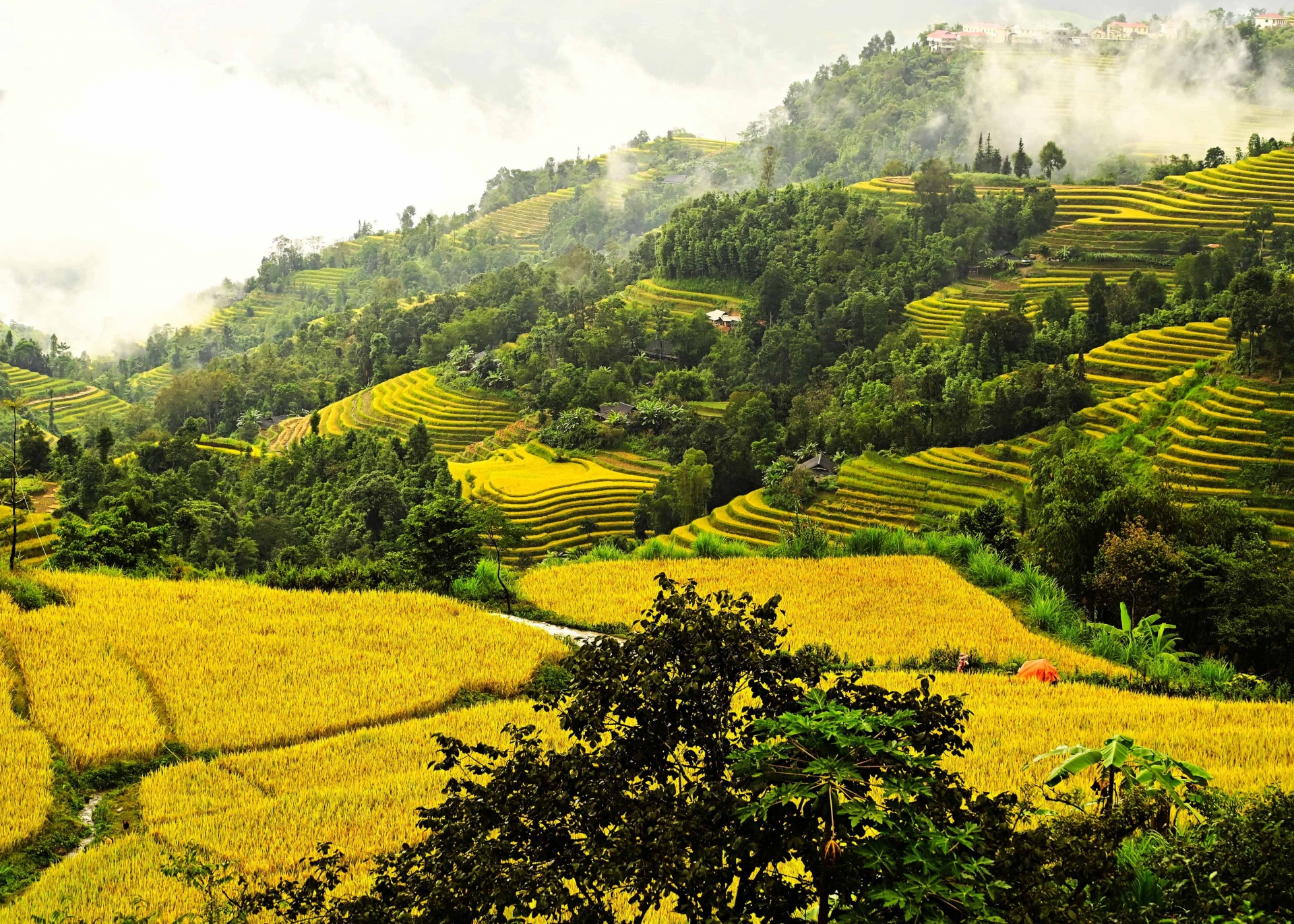 Rực vàng những ruộng bậc thang mùa lúa chín