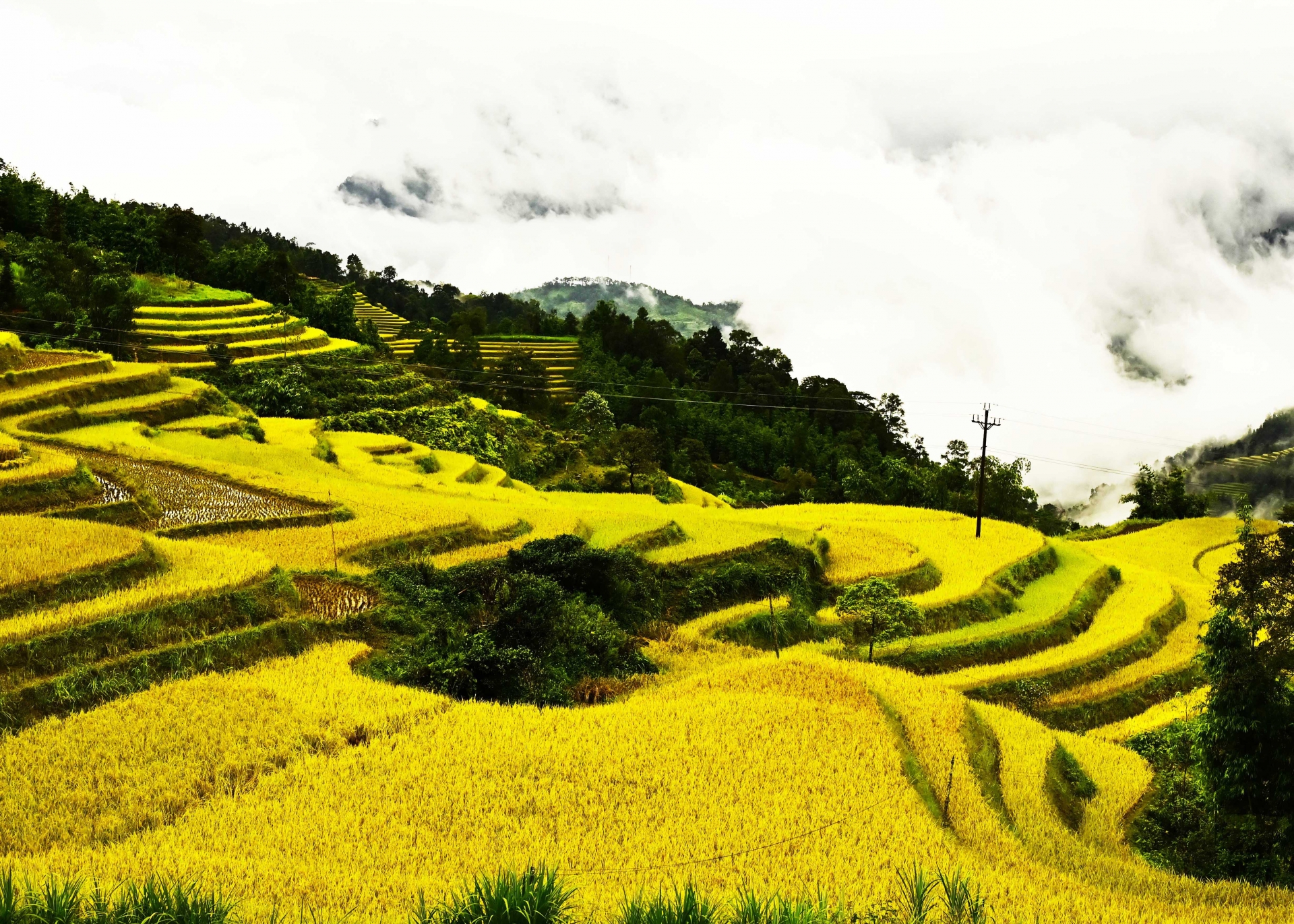Rực vàng những ruộng bậc thang mùa lúa chín