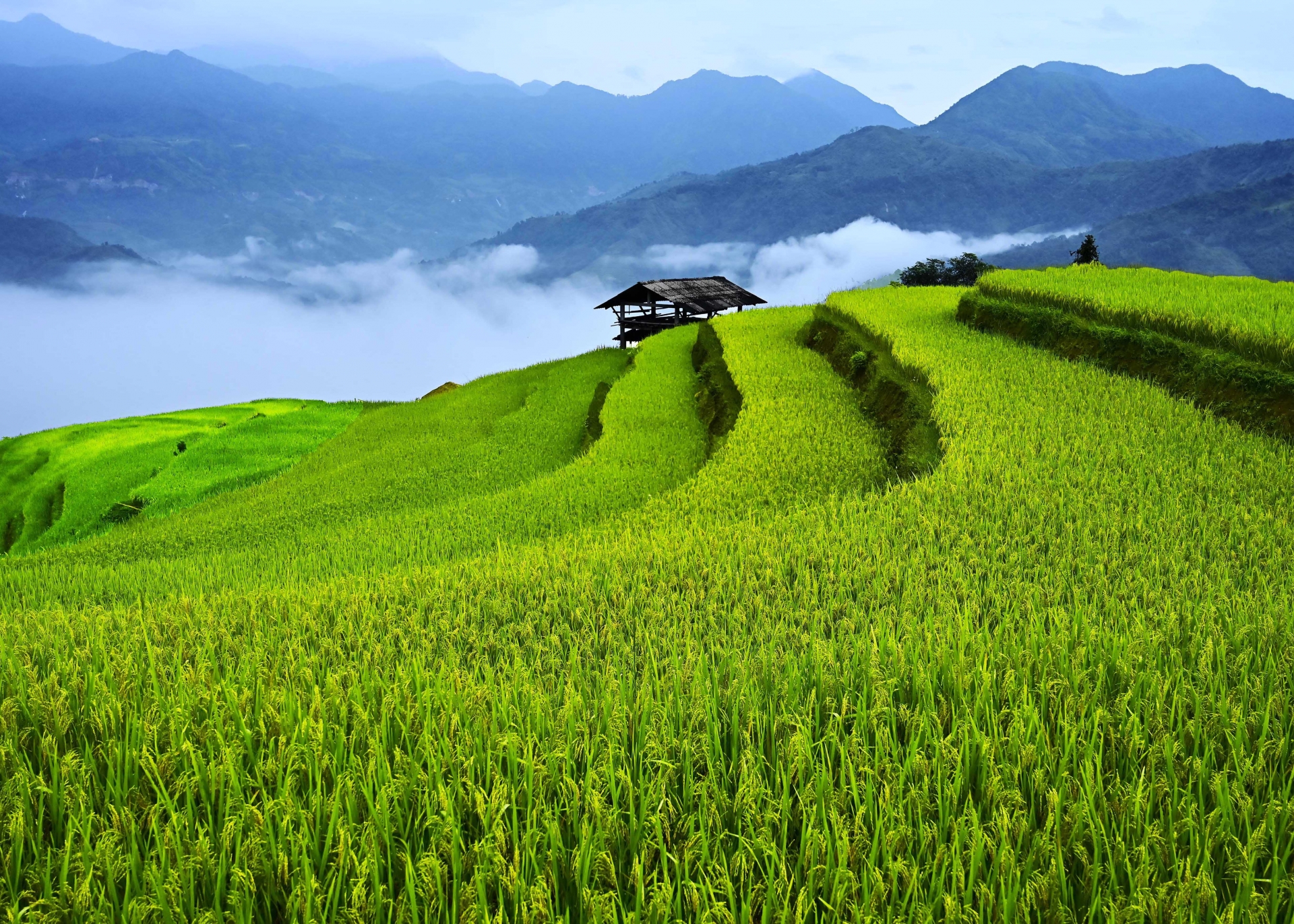 Rực vàng những ruộng bậc thang mùa lúa chín