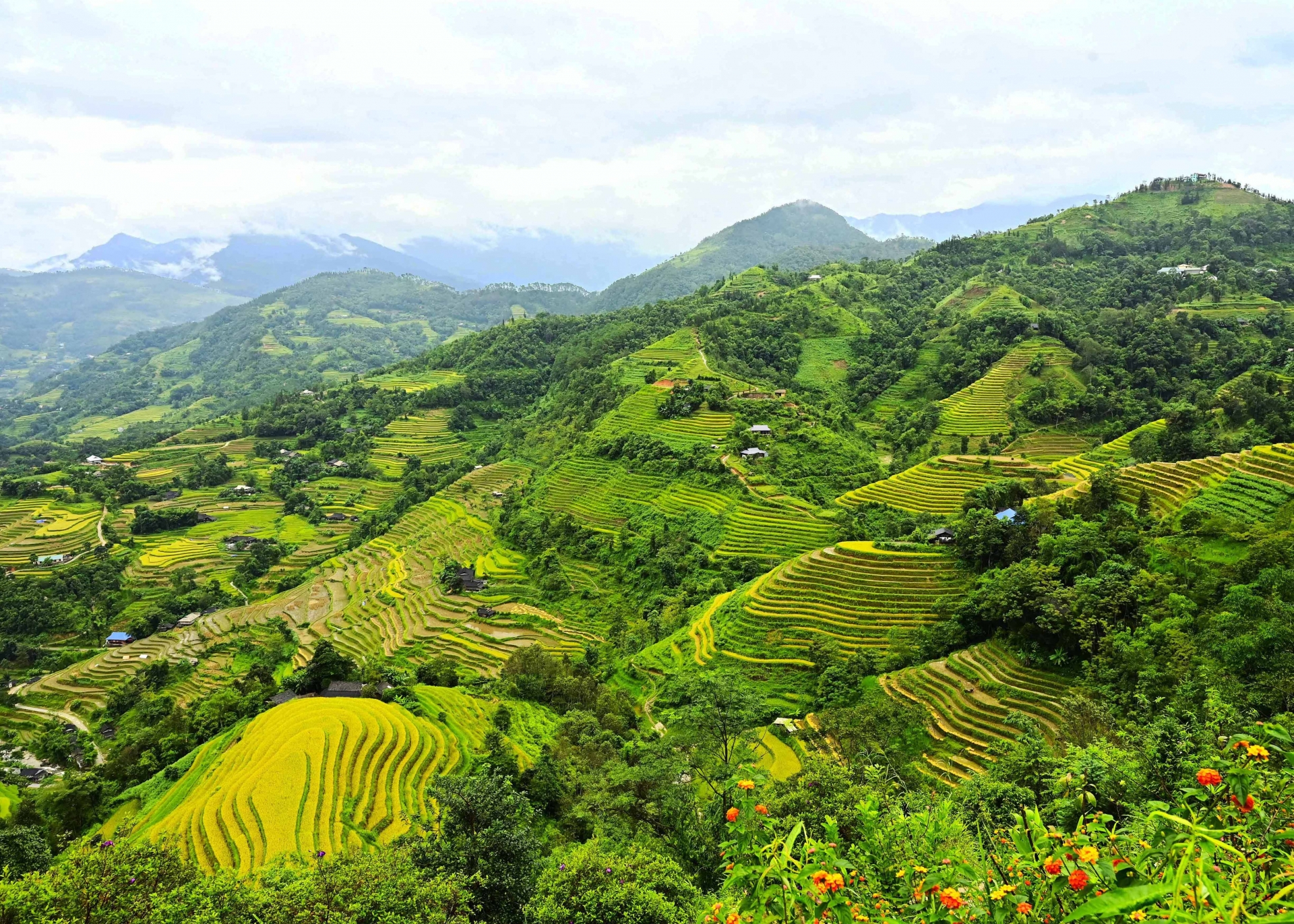 Rực vàng những ruộng bậc thang mùa lúa chín