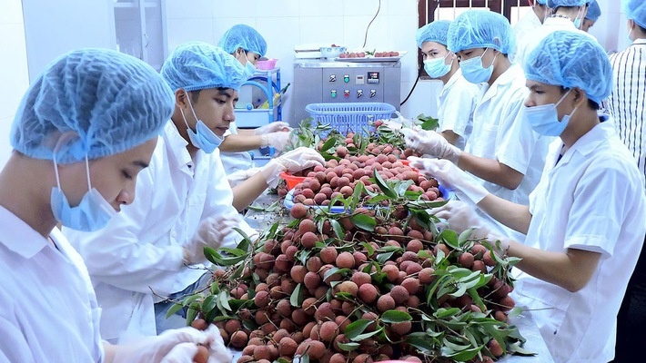 Tin tức kinh tế ngày 3/10: Xuất khẩu rau quả có thể lập kỷ lục mới trong năm 2023 Tin tức kinh tế ngày 3/10: Xuất khẩu rau quả có thể lập kỷ lục mới trong năm 2023