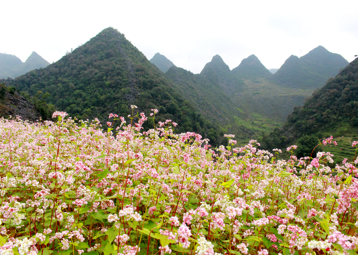 Hà Giang: Đồng Văn sẵn sàng cho Lễ hội hoa Tam giác mạch lần thứ IX Hà Giang: Đồng Văn sẵn sàng cho Lễ hội hoa Tam giác mạch lần thứ IX