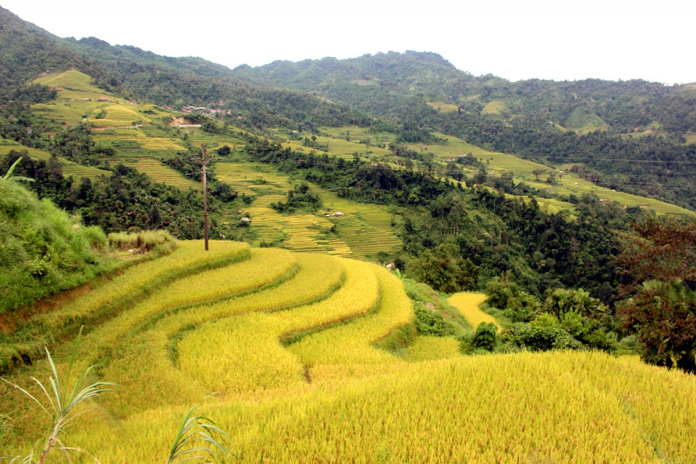 Ngắm ruộng bậc thang mùa lúa chín tại thành phố Hà Giang