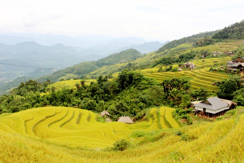 Ngắm ruộng bậc thang mùa lúa chín tại thành phố Hà Giang