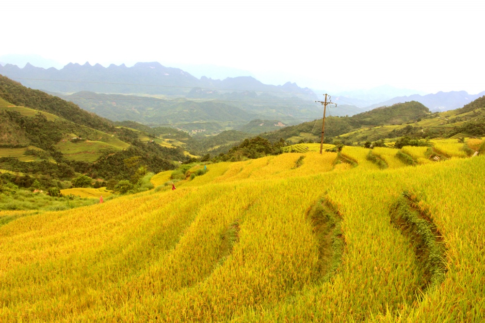 Ngắm ruộng bậc thang mùa lúa chín tại thành phố Hà Giang