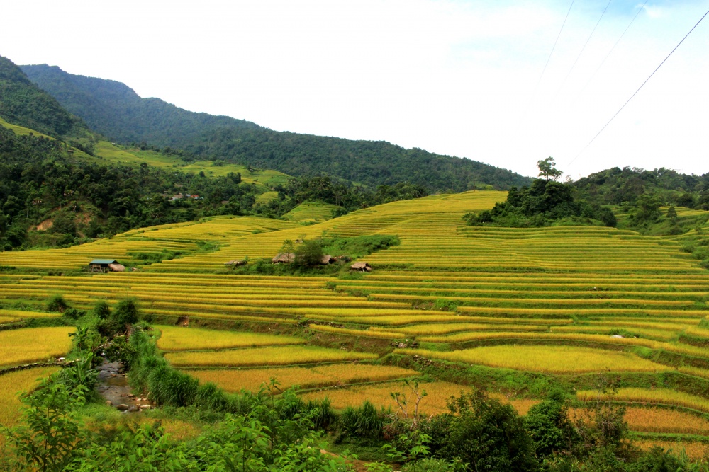 Ngắm ruộng bậc thang mùa lúa chín tại thành phố Hà Giang