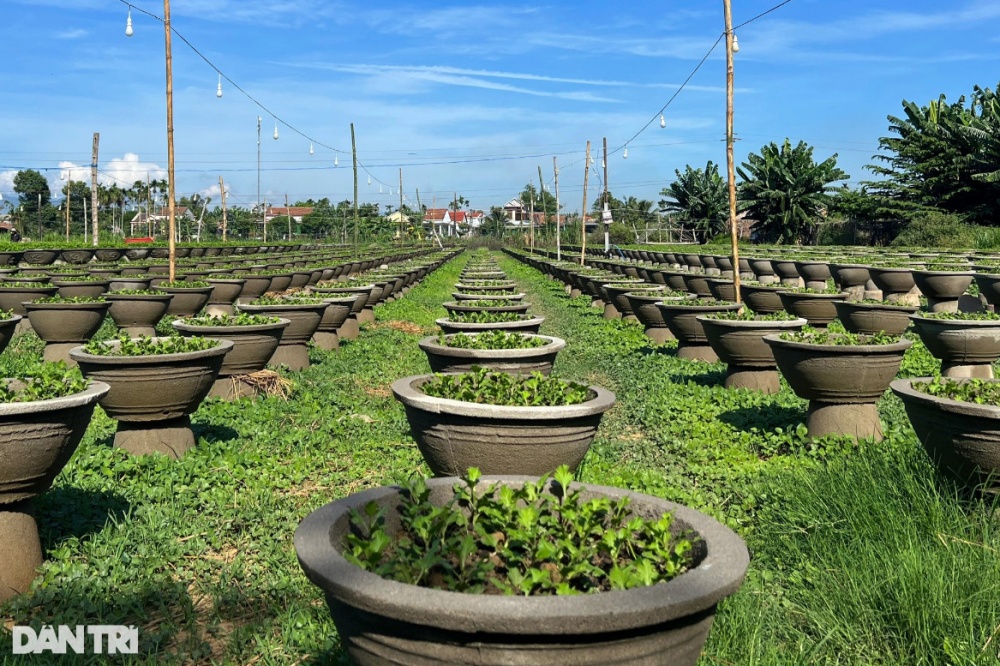 Những người gom nắng Những người gom nắng