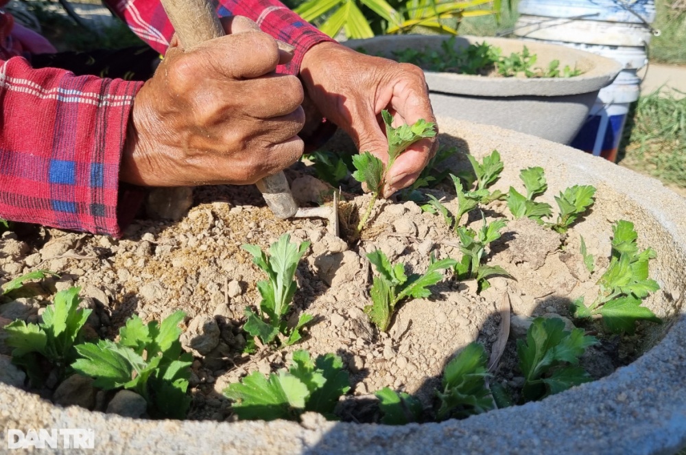 Những người gom nắng Những người gom nắng