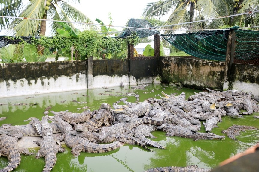 Phát triển mô hình nuôi cá sấu tại vùng U Minh Thượng Phát triển mô hình nuôi cá sấu tại vùng U Minh Thượng