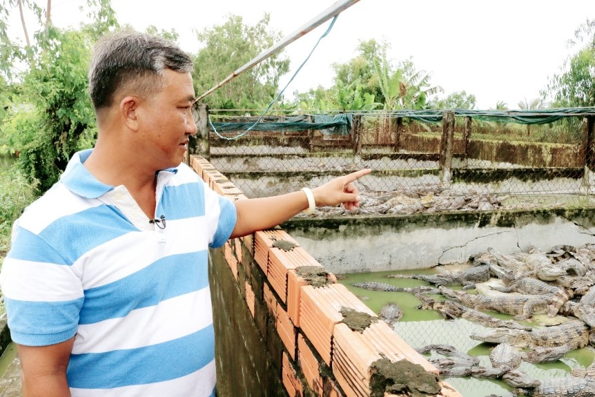 Phát triển mô hình nuôi cá sấu tại vùng U Minh Thượng Phát triển mô hình nuôi cá sấu tại vùng U Minh Thượng