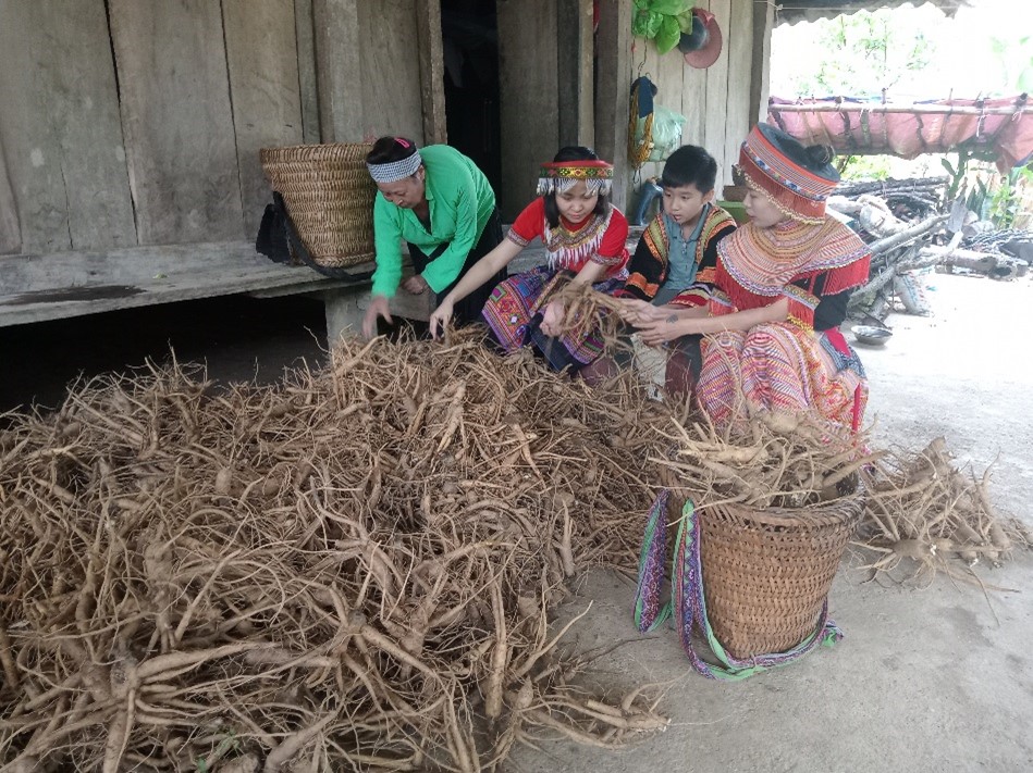 Sắc vàng thơ mộng trên Bản Tèn mờ sương