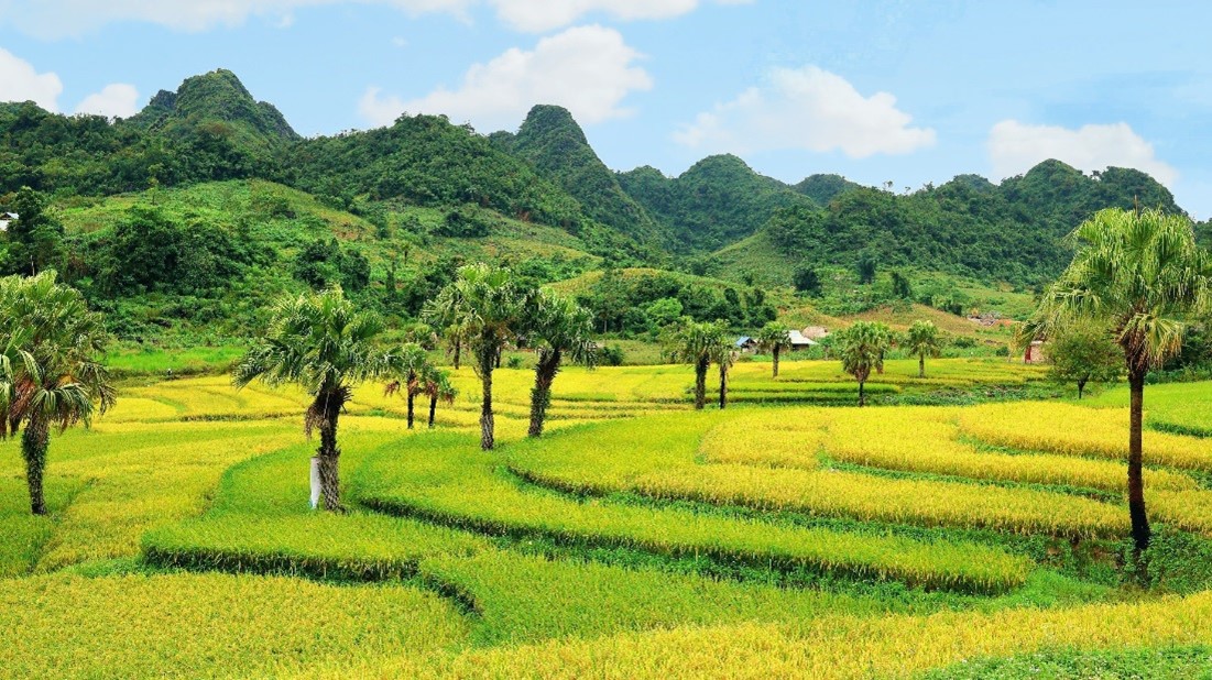 Sắc vàng thơ mộng trên Bản Tèn mờ sương