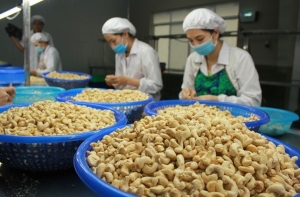 Tin tức kinh tế ngày 12/10: Ngành điều liên tục bị cảnh báo