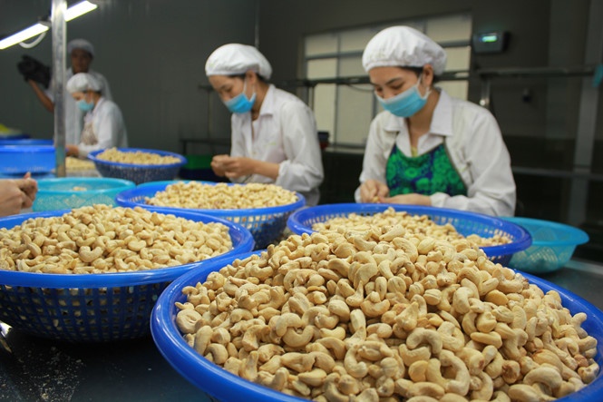 Tin tức kinh tế ngày 12/10: Ngành điều liên tục bị cảnh báo